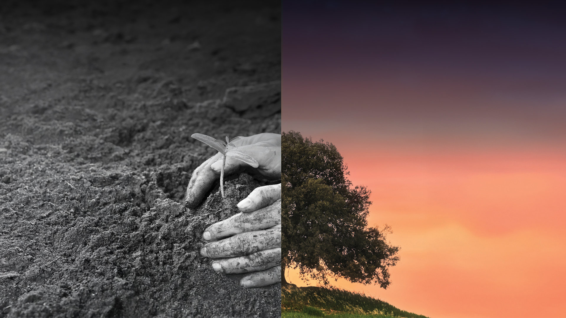 “Split image showing hands planting a small seedling in black and white on the left, and a fully grown tree at sunset in color on the right.